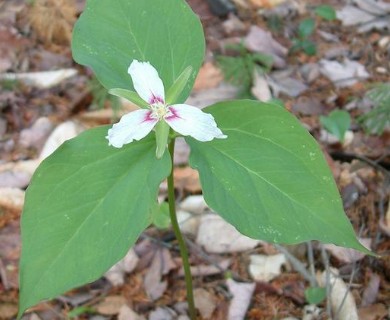 Trillium undulatum