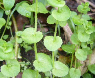 Triodanis perfoliata