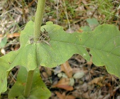 Triosteum perfoliatum