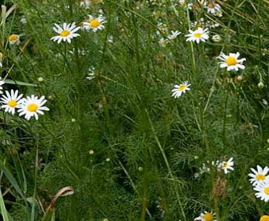 Tripleurospermum inodorum