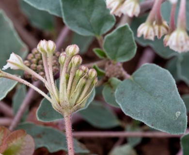 Tripterocalyx carneus