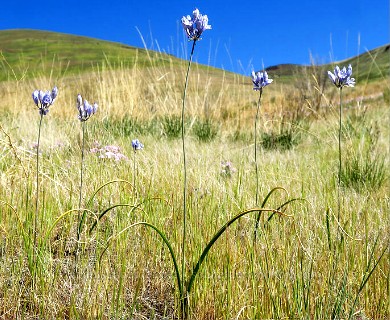 Triteleia grandiflora