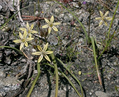 Triteleia ixioides