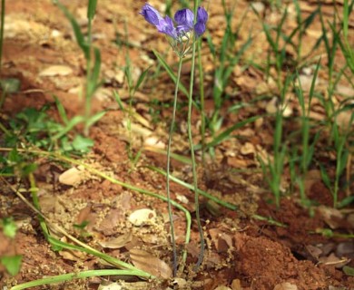 Triteleia laxa