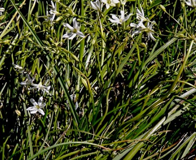 Triteleia lilacina