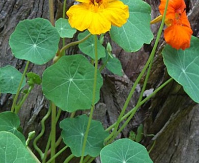 Tropaeolum majus