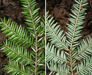 Tsuga canadensis