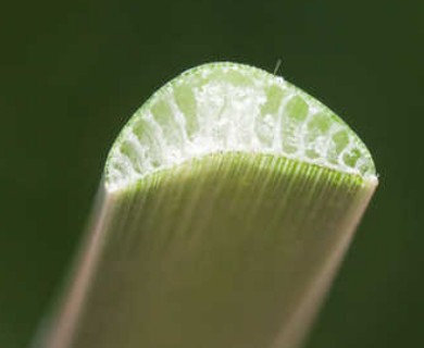 Typha angustifolia