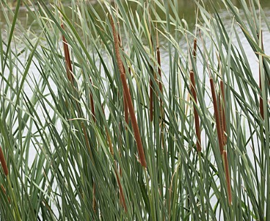 Typha domingensis