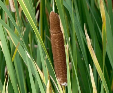 Typha latifolia