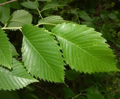 Ulmus americana