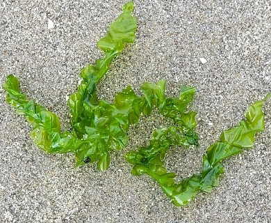 Ulva taeniata