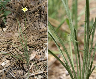 Uropappus lindleyi