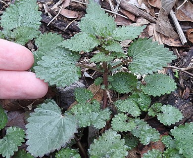 Urtica chamaedryoides