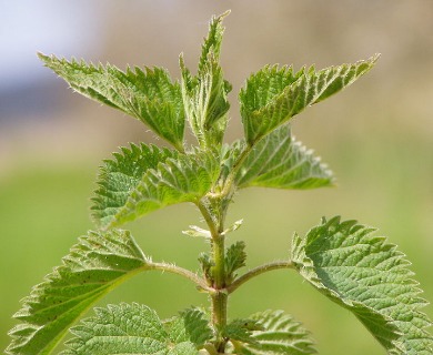 Urtica dioica