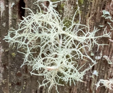 Usnea cornuta