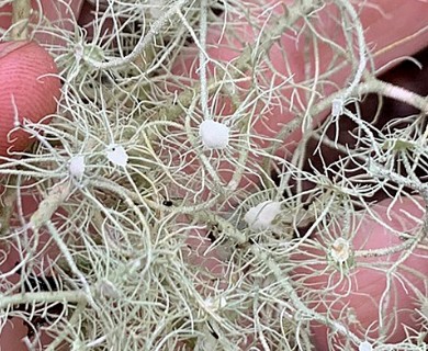 Usnea subfusca