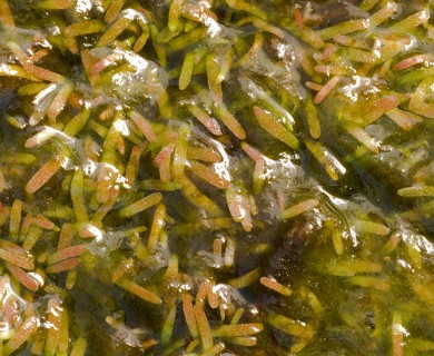 Utricularia cornuta