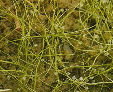 Utricularia gibba