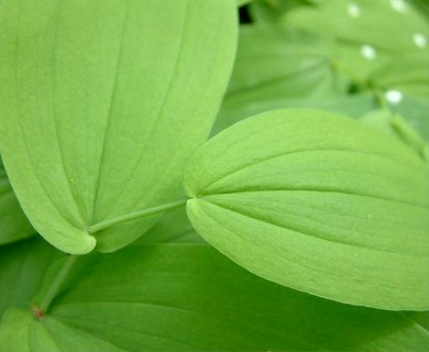 Uvularia grandiflora