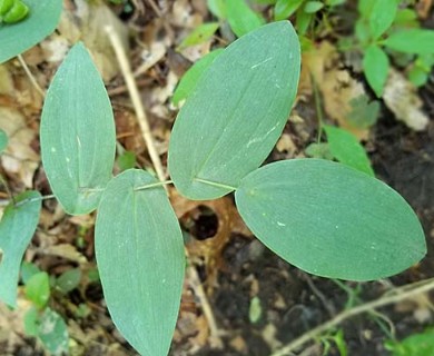 Uvularia perfoliata