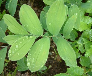 Uvularia sessilifolia