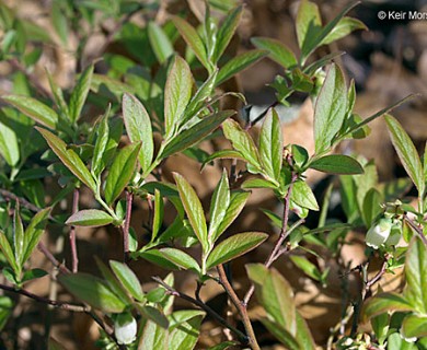 Vaccinium angustifolium