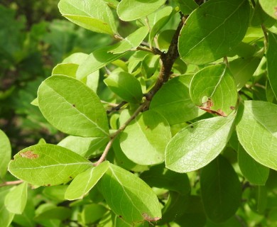 Vaccinium arboreum