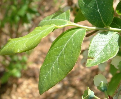 Vaccinium corymbosum