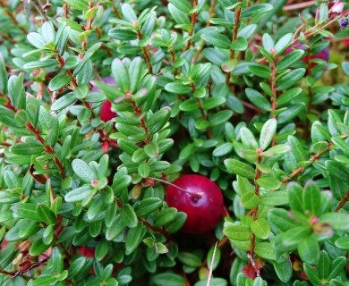 Vaccinium macrocarpon