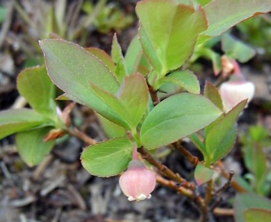 Vaccinium membranaceum