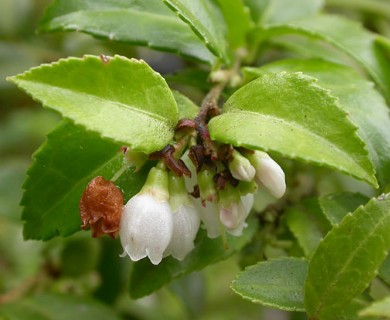 Vaccinium ovatum