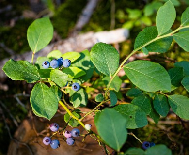 Vaccinium pallidum