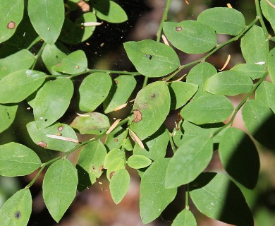 Vaccinium parvifolium