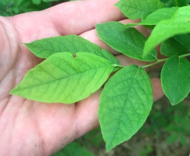 Vaccinium stamineum