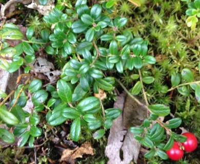 Vaccinium vitis-idaea