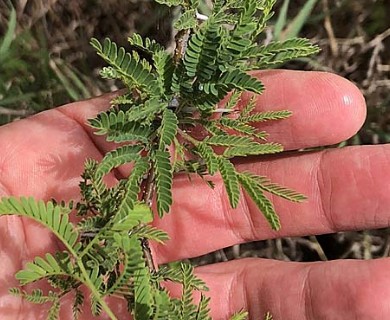 Vachellia farnesiana