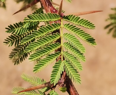 Vachellia schaffneri