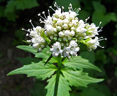 Valeriana sitchensis