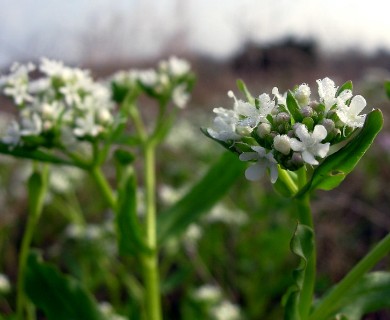 Valerianella amarella