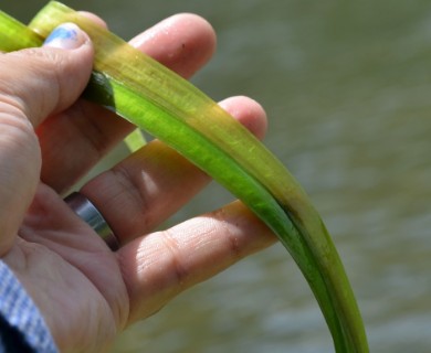 Vallisneria americana