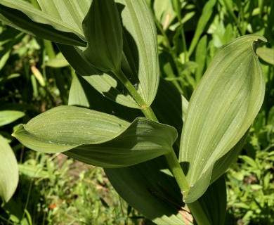 Veratrum californicum