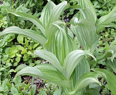 Veratrum viride