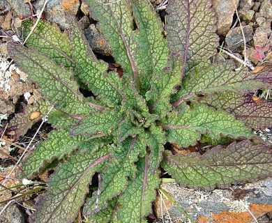 Verbascum blattaria