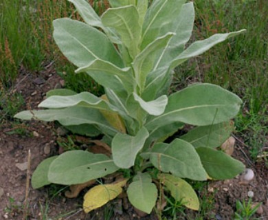 Verbascum thapsus