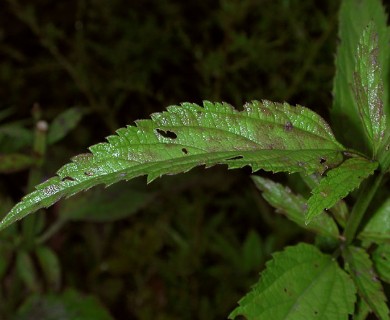 Verbena hastata