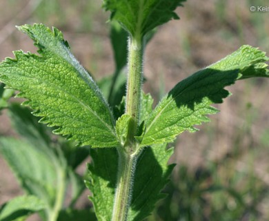 Verbena stricta