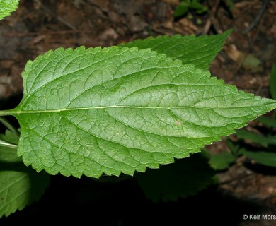 Verbena urticifolia