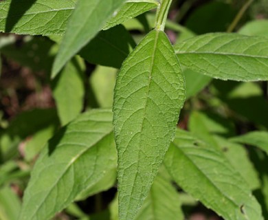 Verbesina alternifolia