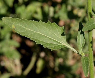 Verbesina encelioides